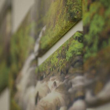 Wandbilder von einem Waldboden mit wilden Bach und Moosboden. Fotografiert in einem schiefen Winkel